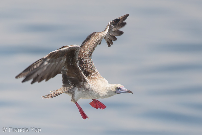Red-footed_Booby-161112-107EOS1D-F1X21444-W.jpg