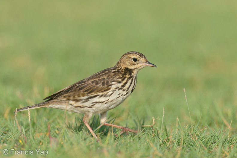 Red-throated_Pipit-200118-110MSDCF-FYP04618-W.jpg