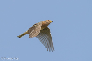 Red-throated Pipit-210321-105MSDCF-FRY06711-W.jpg