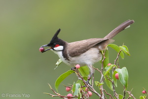 Red-whiskered Bulbul-190122-115ND500-FYP_0531-W.jpg
