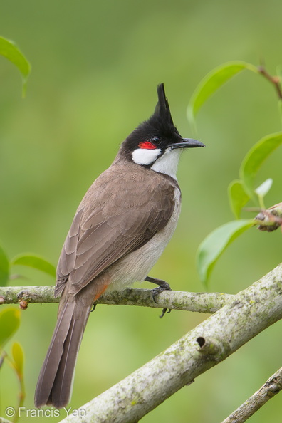 Red-whiskered_Bulbul-190122-115ND500-FYP_0577-W.jpg