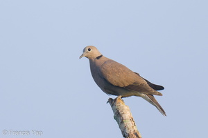 Red Collared Dove-211107-127MSDCF-FRY09341-W.jpg