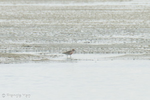 Red Knot-220402-144MSDCF-FRY01704-W.jpg
