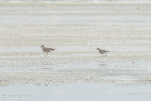 Red Knot-220402-144MSDCF-FRY02732-W.jpg