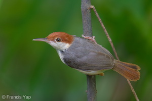 Rufous-tailed Tailorbird-240514-228MSDCF-FYP03235-W.jpg
