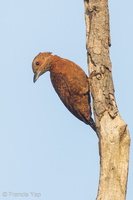 Rufous Woodpecker-120222-110EOS7D-IMG_6620-W.jpg