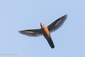 Rusty-breasted Cuckoo-190701-118ND500-FYP_1040-W.jpg
