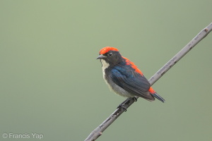 Scarlet-backed Flowerpecker-161111-106EOS1D-F1X28915-W.jpg