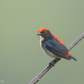 Scarlet-backed_Flowerpecker-161111-106EOS1D-F1X28915-W.jpg
