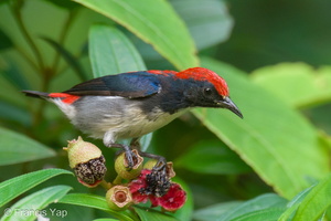 Scarlet-backed Flowerpecker-210607-112MSDCF-FRY06266-W.jpg