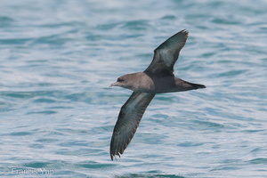 Short-tailed Shearwater-180505-109ND500-FYP_5814-W.jpg