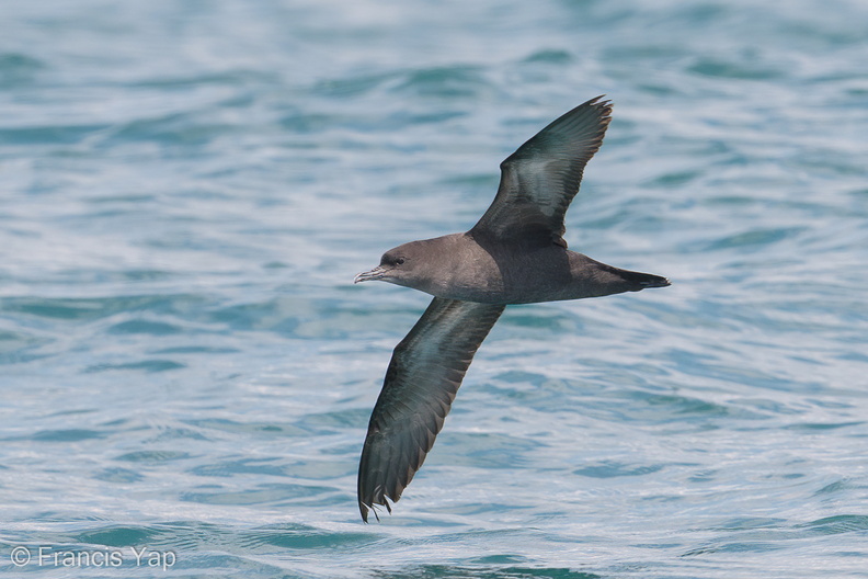Short-tailed_Shearwater-180505-109ND500-FYP_5814-W.jpg