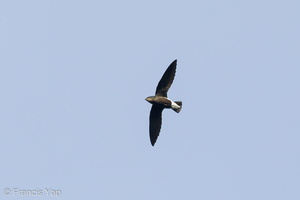 Silver-backed Needletail-211027-125MSDCF-FRY07607-W.jpg