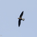 Silver-backed_Needletail-211027-125MSDCF-FRY07607-W.jpg