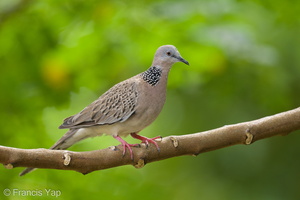Spotted Dove-220107-135MSDCF-FRY06131-W.jpg