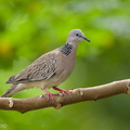 Spotted_Dove-220107-135MSDCF-FRY06131-W.jpg