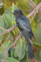 Square-tailed Drongo-Cuckoo-160706-101EOS1D-F1X29004-W.jpg