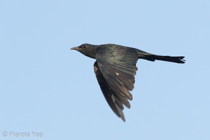Square-tailed Drongo-Cuckoo-160722-102EOS1D-F1X22072-W.jpg