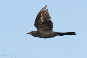 Square-tailed Drongo-Cuckoo-160722-102EOS1D-F1X22074-W.jpg