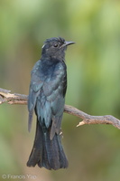 Square-tailed Drongo-Cuckoo-160728-102EOS1D-F1X25563-W.jpg