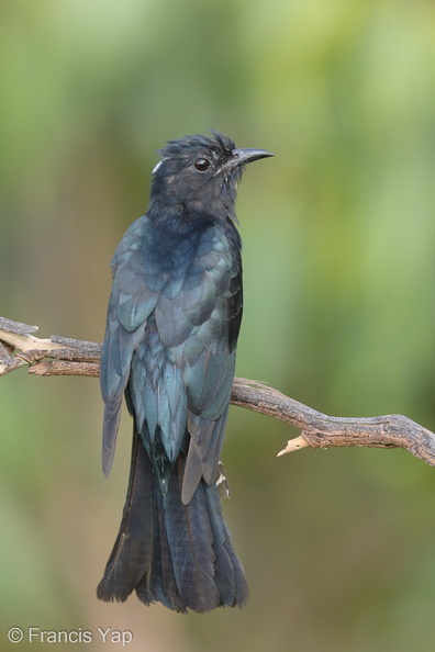 Square-tailed_Drongo-Cuckoo-160728-102EOS1D-F1X25563-W.jpg