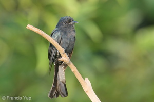 Square-tailed Drongo-Cuckoo-200821-116MSDCF-FYP04497-W.jpg