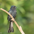 Square-tailed_Drongo-Cuckoo-200821-116MSDCF-FYP04497-W.jpg