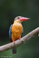 Stork-billed Kingfisher-200928-101CANON-FY5R6858-W.jpg