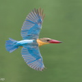 Stork-billed_Kingfisher-230205-166MSDCF-FYP01428-W.jpg