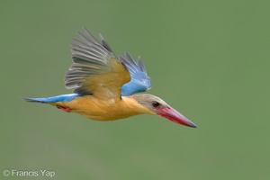 Stork-billed Kingfisher-240312-219MSDCF-FYP00660-W.jpg