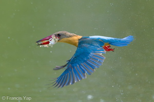 Stork-billed Kingfisher-240318-219MSDCF-FYP05908-W.jpg
