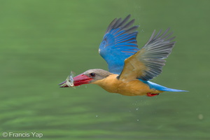 Stork-billed Kingfisher-240321-220MSDCF-FYP01135-W.jpg