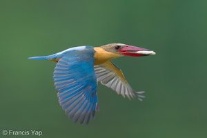 Stork-billed Kingfisher-240326-220MSDCF-FYP04881-W.jpg