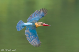 Stork-billed Kingfisher-240527-230MSDCF-FYP06056-W
