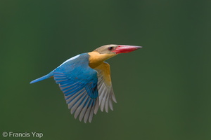 Stork-billed Kingfisher-240527-230MSDCF-FYP06482-W