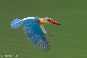Stork-billed Kingfisher-240527-230MSDCF-FYP06844-W