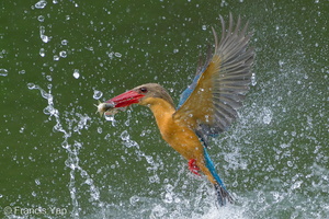 Stork-billed Kingfisher-240527-230MSDCF-FYP06910-W