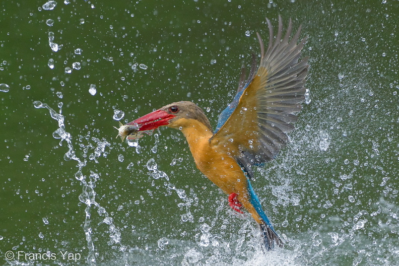 Stork-billed_Kingfisher-240527-230MSDCF-FYP06910-W.jpg