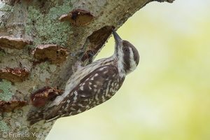 Sunda Pygmy Woodpecker-110403-101EOS1D-FYAP6761-W.jpg