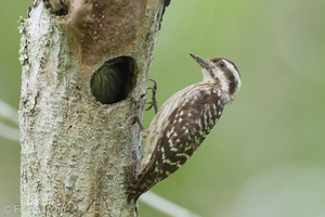Sunda Pygmy Woodpecker-220320-142MSDCF-FRY07618-W.jpg