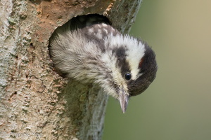 Sunda Pygmy Woodpecker-220320-142MSDCF-FRY07730-W.jpg