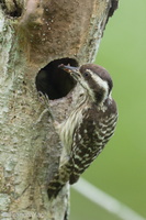 Sunda Pygmy Woodpecker-220320-142MSDCF-FRY08026-W.jpg