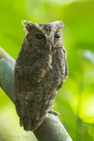Sunda Scops Owl-120727-100EOS1D-FY1X1059-W.jpg