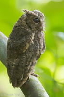 Sunda Scops Owl-120727-100EOS1D-FY1X1133-W.jpg