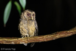 Sunda Scops Owl-160726-102EOS1D-F1X24749-W.jpg