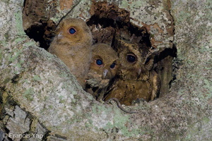 Sunda Scops Owl-240508-227MSDCF-FYP08192-W.jpg