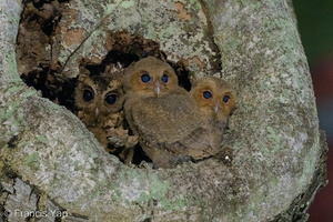 Sunda Scops Owl-240509-228MSDCF-FYP00371-W.jpg