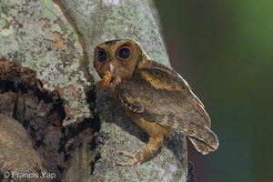 Sunda Scops Owl-240509-228MSDCF-FYP00760-W.jpg