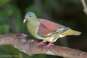 Thick-billed Green Pigeon-130317-105EOS1D-FY1X8607-W.jpg