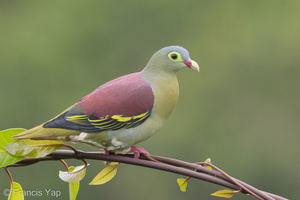Thick-billed Green Pigeon-181102-112ND500-FYP_9260-W.jpg